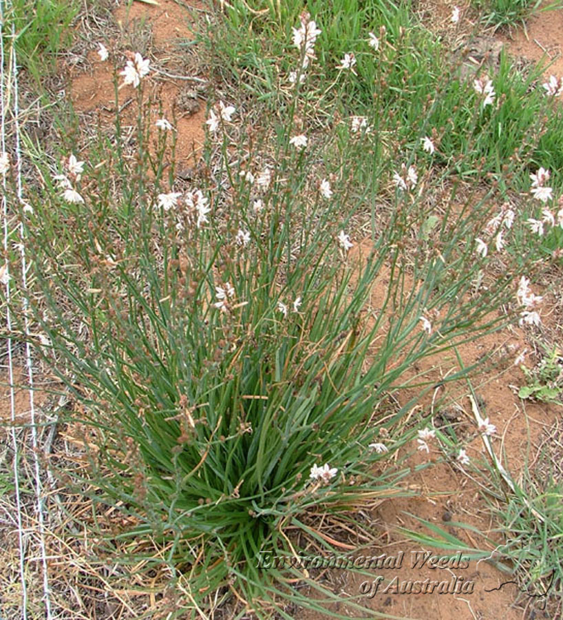 onion-leafed asphodel